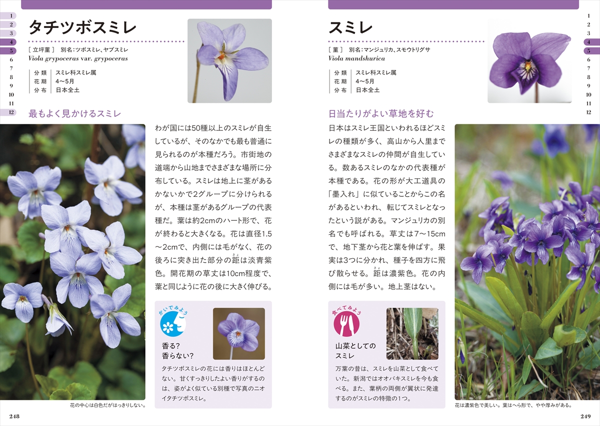 新版 色で見わけ五感で楽しむ野草・雑草図鑑 | ナツメ社