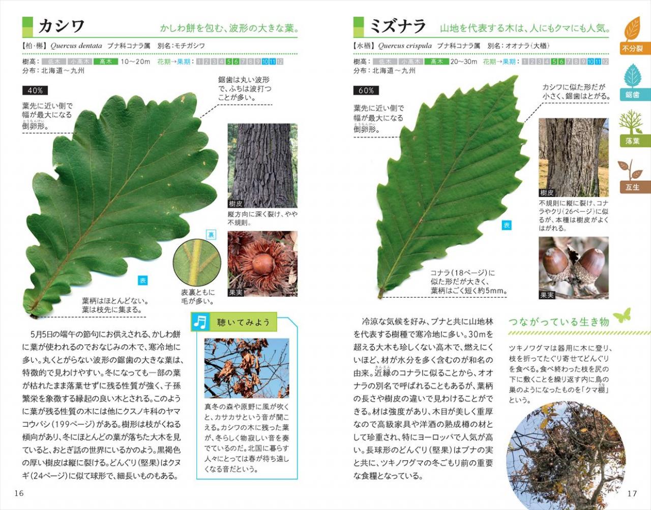 葉っぱで見わけ五感で楽しむ 樹木図鑑 ナツメ社