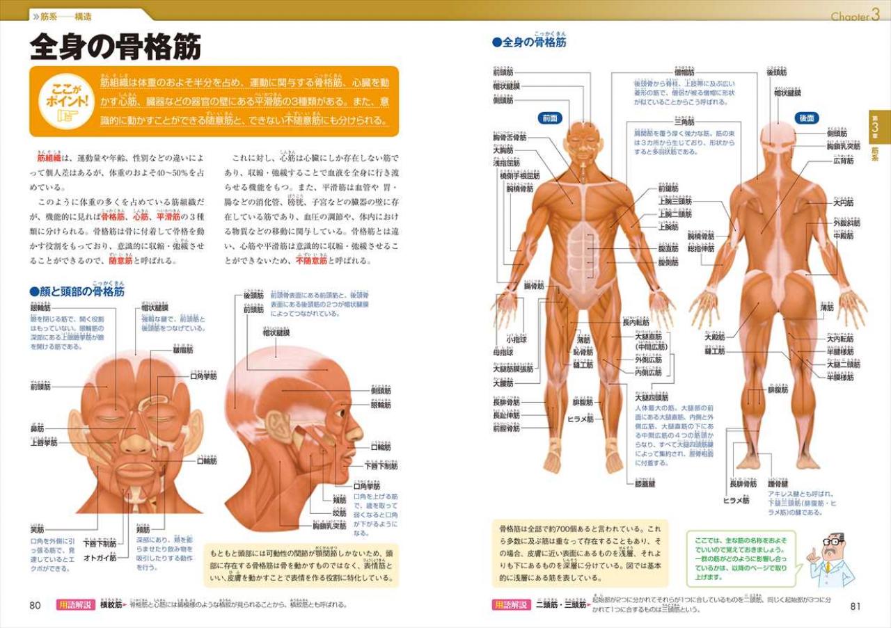 解剖 生理学 人体 の 構造 と 機能