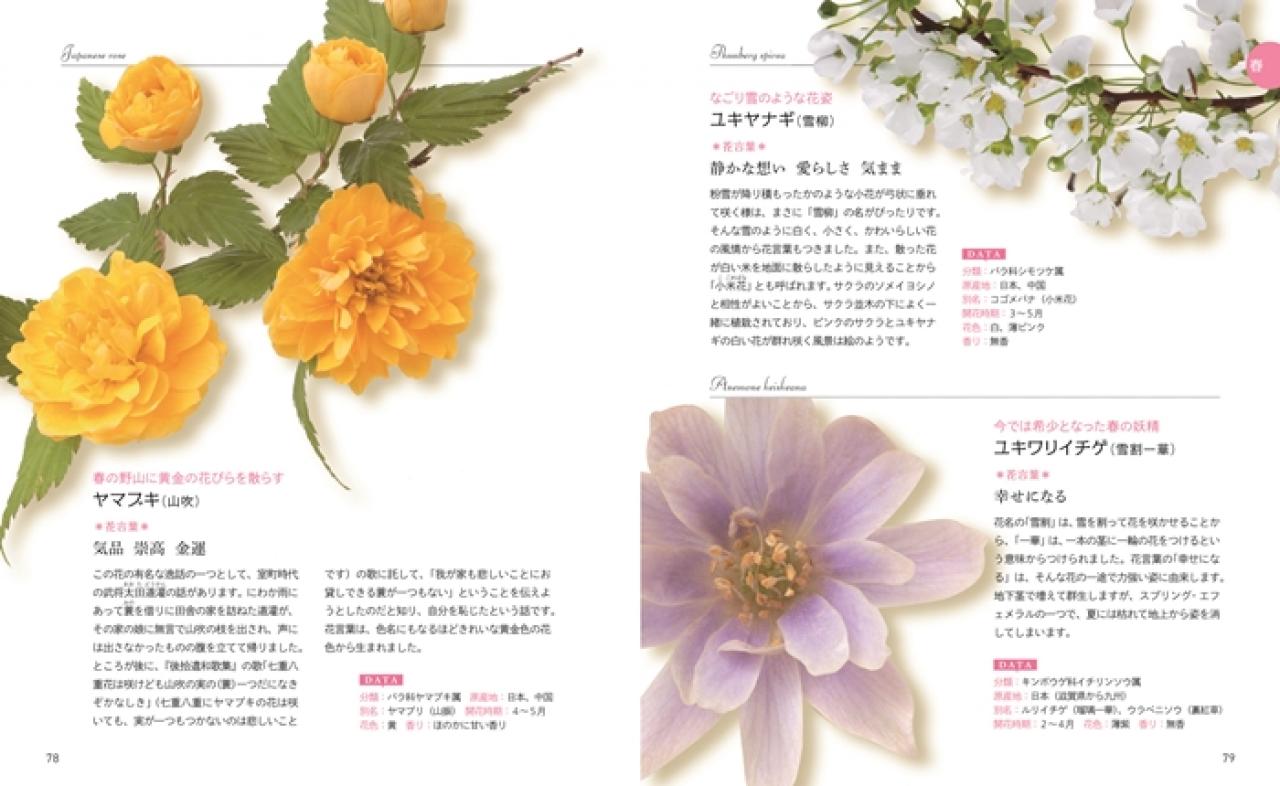 新鮮な初夏の花 図鑑 最高の花の画像